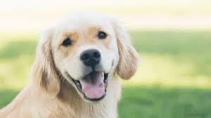 Golden retriever puppies are born in litters of 5 to 10, and in a variety of coat colors and lengths. Golden Retriever Rescues By State 2021 My Golden Retriever