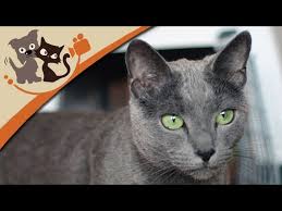 Katzensichere wohnung mogliche gefahrenquellen katzen katzenhaltung tipps. Katzenhaltung Und Pflege Doku Youtube