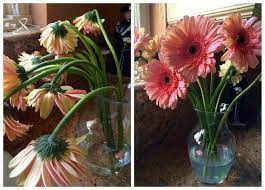 A sure way of letting your ego take a knock is to care for a plant that then goes and dies on you. How To Revive Gerbera Daisies Christina S Cucina