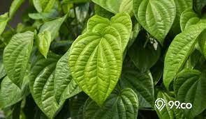 Tanaman obat diabetes tradisional bisa anda temukan di sekitar lingkungan anda. 13 Manfaat Daun Sirih Untuk Kesehatan Plus Cara Tanam Olah