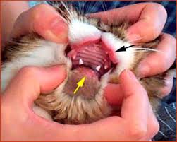 Swollen lips are caused by underlying inflammation or a buildup of fluid under the skin of your lips. Rodent Ulcer Medical Case History