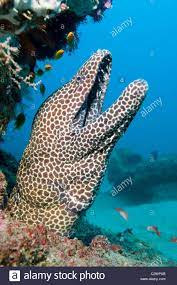 Stock Photo Honeycomb Morey Eel Sodwana Bay South Africa Indian Ocean Indian Ocean South Africa Travel Salt Water Fish
