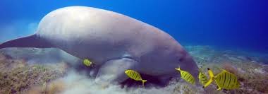 Dugong is marine animal that can be seen in warm coastal waters of red sea. World Dugong Day 2020 Marine Mammal Fighting For Survival In Indian Waters