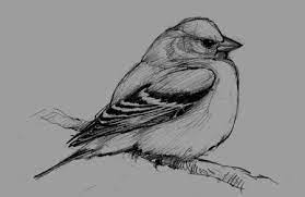 5 Steps To Better Bird Drawing – Drawing The Motmot
