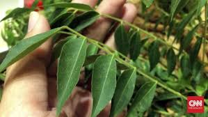 Warnanya yang terlihat begitu nyata sering membuat orang mengira kalau tanaman palem merah atau kuning ini adalah hasil cat tangan. Mengenal Manfaat Daun Koja Untuk Tubuh