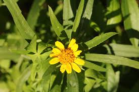 Image result for Pascalia glauca