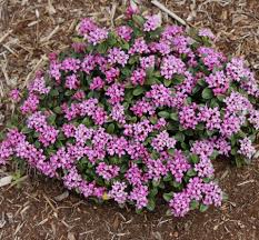 Image result for Xylopia collina