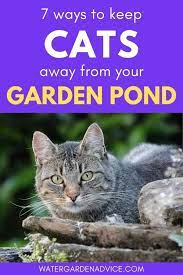 7 Ways To Keep Cats Away From Your Pond In 2021 Fish Pond Gardens Ponds Backyard Pond