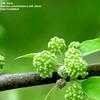 Image result for bodock tree picture