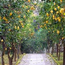 Maybe you would like to learn more about one of these? Lemon Grove In Naples Lemon Tree Lemon Tree Garden Growing Lemon Trees