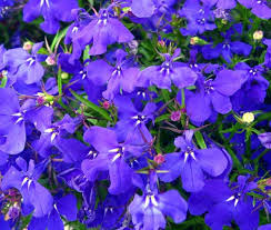 Image result for Lobelia erinus