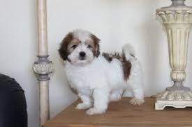Havanese Puppy Pictures Havanese Dog Breeders Pictures Havanese Puppies In California Colors Of The Havanese Puppy Chocolate Havanese