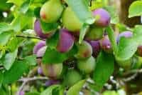 Excess nitrogen fertilizer promotes leafy growth and can diminish fruiting. When Does A Plum Tree Produce Fruit 4 Things To Know Greenupside