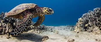 It is mostly seen in shallow lagoons and coral reefs where the sea sponges it eats live. Hawksbill Sea Turtles Hawai I Wildlife Fund