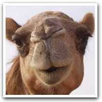 When the camel places it foot on the ground, the pad spreads out to keep the camel from sinking into the sand. Camel Adaptations