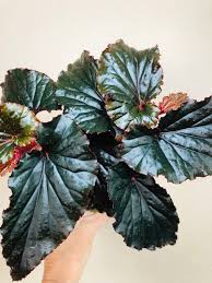 Image result for Begonia