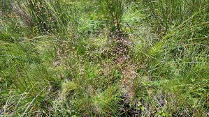 Image result for Avenella