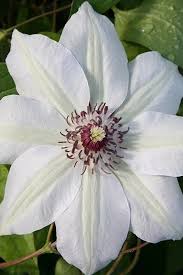 Image result for Clematis commutata