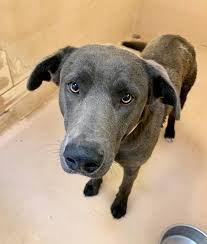 K10 Located In Midland Tx Was Euthanized On Apr 9 2019 Dogs Breeds Midland