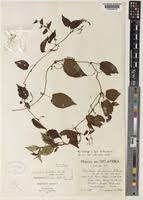 Image result for Dioscorea hirtiflora