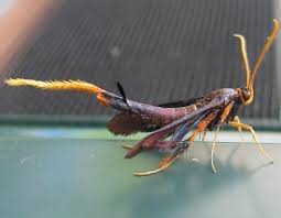 Image result for Alafia caudata