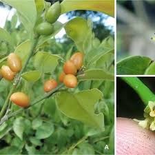 Image result for Vepris