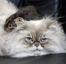 Die graue ratte im haus. Katzen Jagen Nur Sehr Selten Ratten Welt