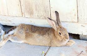 Even if a rabbit is left alone in the wild, a baby rabbit is rarely actually orphaned. Do Rabbits Sleep With Their Eyes Open 5 Smart Checks To Detect Sleeping Bunnies