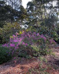 Image result for Indigofera wentzeliana