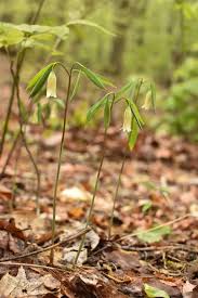 Image result for Clutia sessilifolia