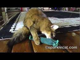 Sunday Catinee The Tickle Pickle In Action Funny Cat Videos Cat Gif Crazy Cats