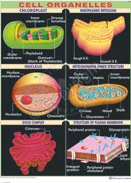 Cell Organelles Chart