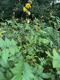 Image result for Senna occidentalis