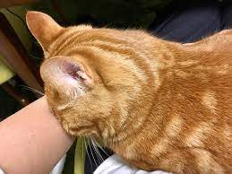 猫 顔 を うずめ て くる