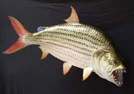 Weird Animals Goliath Tigerfish Goliath Tiger Fish When Your Name Is Goliath You D Better Be One Humongous Ferocious Creature An Tiger Fish Fish Weird Fish