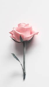  Pin By Elizabeth Konyushko On Flower Iphone Wallpaper Vintage Flower Wallpaper Wallpapers Vintage