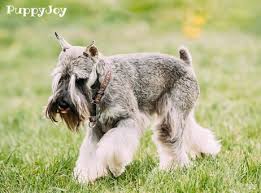 Search through thousands of dogs for sale and puppies for sale adverts near me in the usa and europe at animalssale.com. Miniature Schnauzer Puppies For Sale In North Dakota Nd Purebred Miniature Schnauzers Puppy Joy