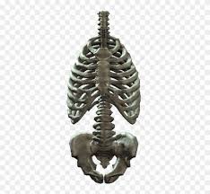 Human skeleton rib cage, rib cage s transparent background png clipart. Image With Transparent Background Rib Cage And Pelvis Png Png Download 850x763 2903059 Pngfind