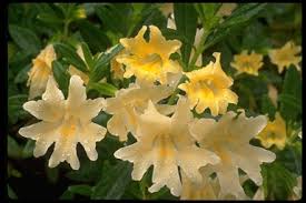 Image result for Commicarpus grandiflorus