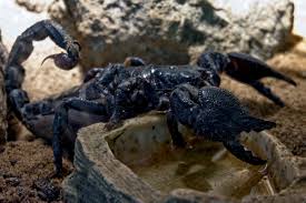 Scorpio women are the ones who have special qualities that you won't find in anyone else. What Are Scorpio Negative Traits Need To Be Aware Of
