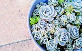 白蔓蓮桌布示意 igarden花寶愛花園園藝文摘plus 4 sizes available 1920x1200 1600x1200 1280x1024 1024x768 succulents plants flowers