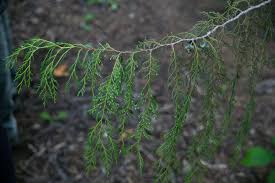Image result for Cupressus funebris