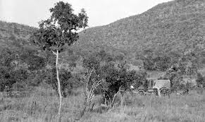 Typical Bushveld Scene Waterberg Northern Transvaal Natural Scenery Scene African History