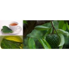 Rawatan penyakit kanser, buah pinggang & batu karang menurut islam. Buy 50pcs Daun Durian Belanda Seetracker Malaysia
