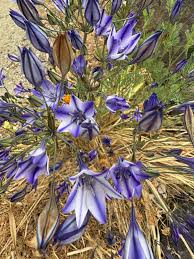 Image result for Tricalysia schliebenii