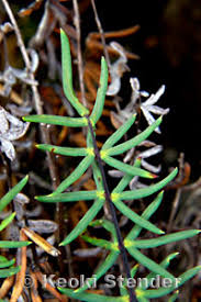 Image result for Pellaea angulosa