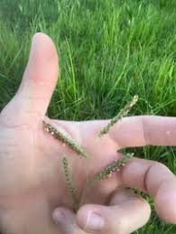Image result for Paspalum plicatulum