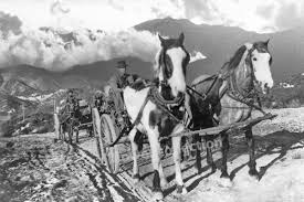 Image result for Mountain Brown 1934 Fleet