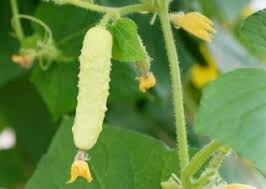 Image result for Cucumis quintanilhae
