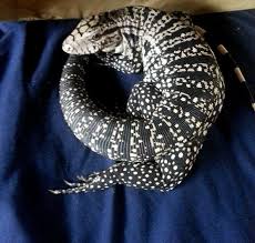 Black And White Tegu Lizard Sc Tucker Is An Black And White Argentine Tegu Cute Reptiles Reptiles Pet Tegu Lizard